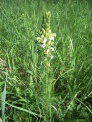 Pedicularis uralensis