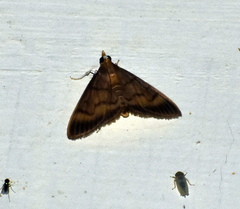 Torulisquama obliquilinealis