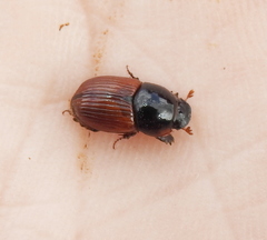 Rhodaphodius foetens