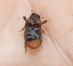 Rhodaphodius foetens