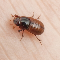 Bodilopsis rufa