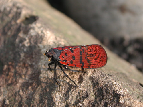 Lycorma meliae Kato, 1929