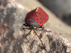 Lycorma meliae