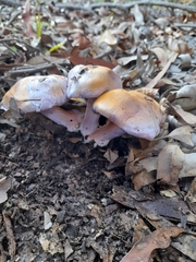 Phlegmacium lavendulense