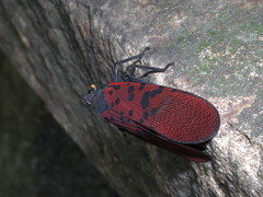 Lycorma meliae