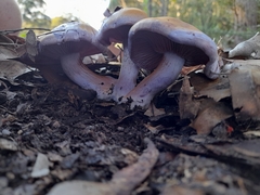 Phlegmacium lavendulense