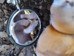 Phlegmacium lavendulense