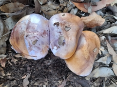 Phlegmacium lavendulense