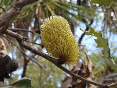 Banksia dentata