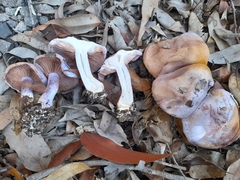 Phlegmacium lavendulense