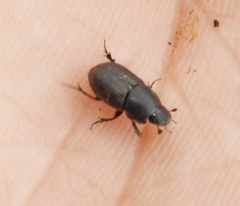 Colobopterus erraticus