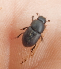 Colobopterus erraticus