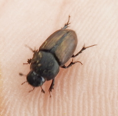 Colobopterus erraticus