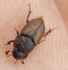 Colobopterus erraticus