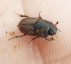 Colobopterus erraticus