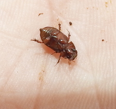 Colobopterus erraticus