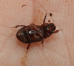 Colobopterus erraticus