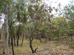 Banksia dentata