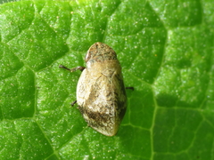 Lepyronia coleoptrata