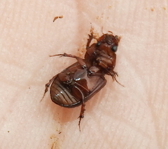 Colobopterus erraticus