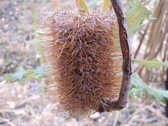 Banksia dentata