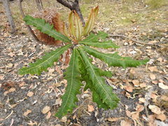 Banksia dentata