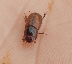 Bodilopsis rufa
