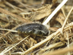 Acmaeoderella lanuginosa