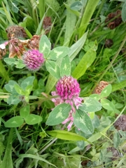 Trifolium pratense