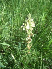 Pedicularis uralensis