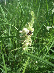 Pedicularis uralensis