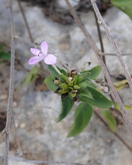 Oplonia
