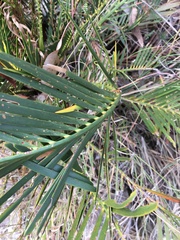 Macrozamia moorei