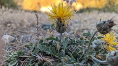 Centaurea granatensis