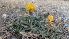Centaurea granatensis