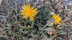 Centaurea granatensis