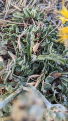 Centaurea granatensis
