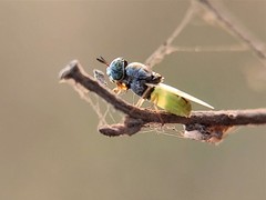 Oplodontha rubrithorax