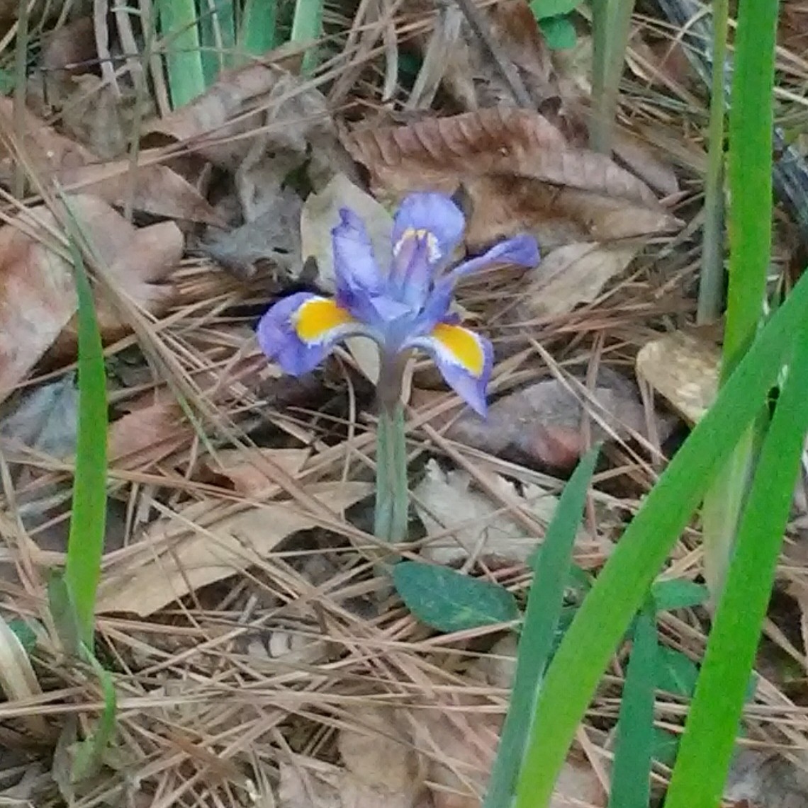 Iris verna var. verna