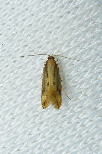 Mandarin Tinea Moth