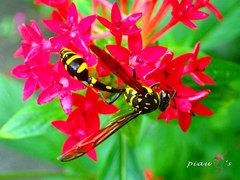 Phimenes flavopictus formosanus