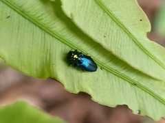 Endelus cupido