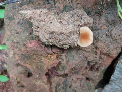 Agaricales