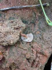 Agaricales