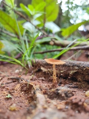 Agaricales