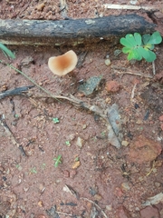 Agaricales