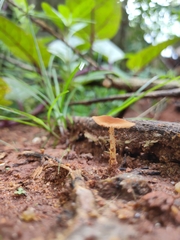 Agaricales