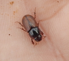 Bodilopsis rufa