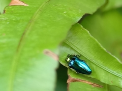 Endelus cupido