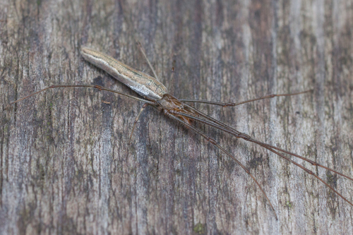 Tetragnatha shoshone